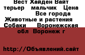 Вест Хайден Вайт терьер - мальчик › Цена ­ 35 000 - Все города Животные и растения » Собаки   . Воронежская обл.,Воронеж г.